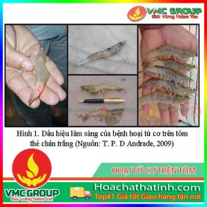 BỆNH VIRUS GÂY HOẠI TỬ DƯỚI VỎ VÀ CƠ QUAN TẠO MÁU (IHHNV) TRÊN TÔM HCVMHT