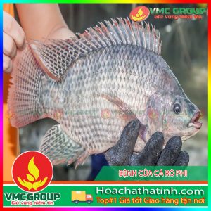 TÁC NHÂN GÂY BỆNH ĐEN THÂN