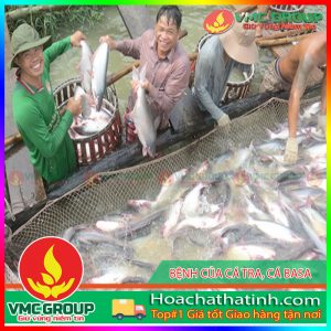 CÁCH PHÒNG TRỊ KHI NUÔI CÁ TRA VÀ CÁ BASA T