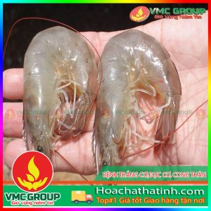 BỆNH TRẮNG CƠ,ĐỤC CƠ, CONG THÂN Ở TÔM HCVMHT
