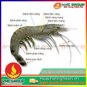 QUY TRÌNH TẠM THỜI NUÔI TÔM TRONG VÙNG DỊCH BỆNH HCVMHT