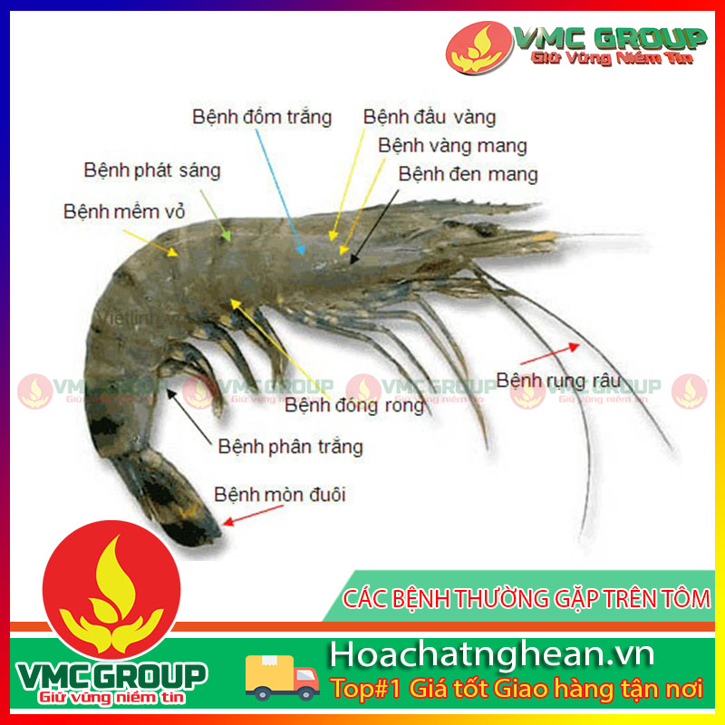 BỆNH TRÊN MANG TÔM VÀNG MANG,ĐEN MANG, PHỒNG MANG,VẢNH MANG- HCVMNA QUY TRÌNH TẠM THỜI NUÔI TÔM TRONG VÙNG DỊCH BỆNH HCVMHT