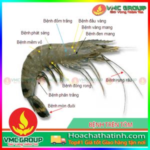 BỆNH PHÁT SÁNG Ở TÔM