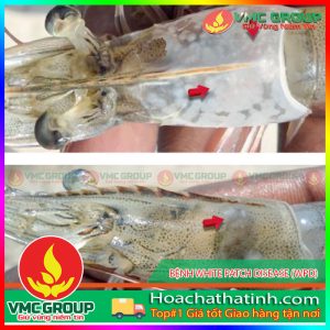 BỆNH WHITE PATCH DISEASE (WPD)