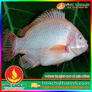 CÁCH PHÒNG TRỊ BỆNH CHO CÁ DIÊU HỒNG