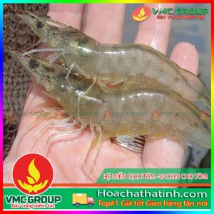 HỆ MIỄN DỊCH TÔM -VACXIN CHO TÔM