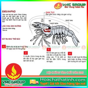 HỘI CHỨNG TÔM CHẾT SỚM EMS HCVMHT