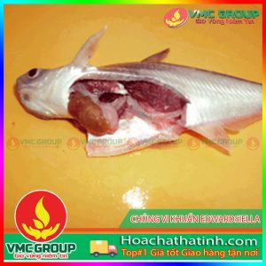 NGUYÊN NHÂN VÀ BIỆN PHÁP PHÒNG TRỊ CHỦNG VI KHUẨN EDWARDSIELLA HCVMHT