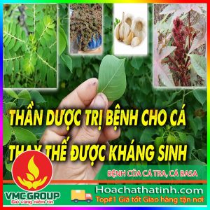 SỬ DỤNG THẢO MỘC CHỮA BỆNH CHO CÁ HCVMHT