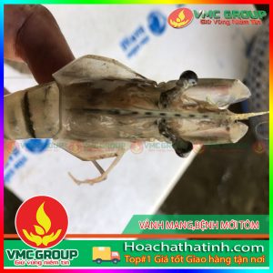 VẢNH MANG,BỆNH MỚI TÔM