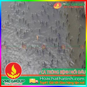 LÀM GÌ KHI CÁ NUÔI TRÚNG ĐỘC NỔI ĐẦU ? HCVMHT