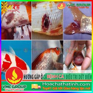 PHÒNG BỆNH CÁ NUÔI AO MÙA NƯỚC NỔI - HCHT